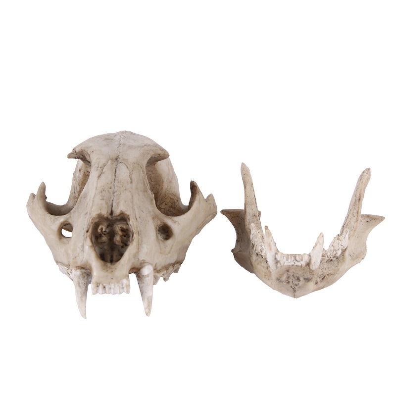 Lampart Model czaszki rzemiosł – Art And Craft Zoo Animals recenzja i cena